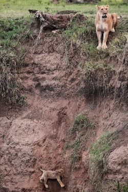 lumos5001:  ohkatnisseverdeen:  wolverxne:  Cliffhanger by: Jean-Francois Largot - Masai Mara game reserve, Kenya Clinging on for dear life to the side of a vertical cliff, the tiny lion cub cries out pitifully for help. His mother arrives at the edge