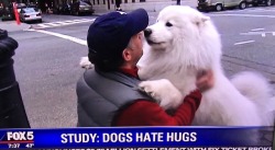 casijaz:  why-animals-do-the-thing:  tenshi-cat:  piratebay-premium:  No they love it  Do you know if they love or hate them, @why-animals-do-the-thing?  As a dog trainer, I can tell you that probably 50% of dogs really don’t like hugs and at least