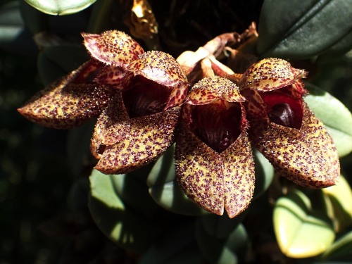 orchid-a-day:Bulbophyllum frostiiSyn.: Cirrhopetalum frostii; Bulbophyllum bootanoides; Cirrhopetalum bootanoidesJuly 30, 2021