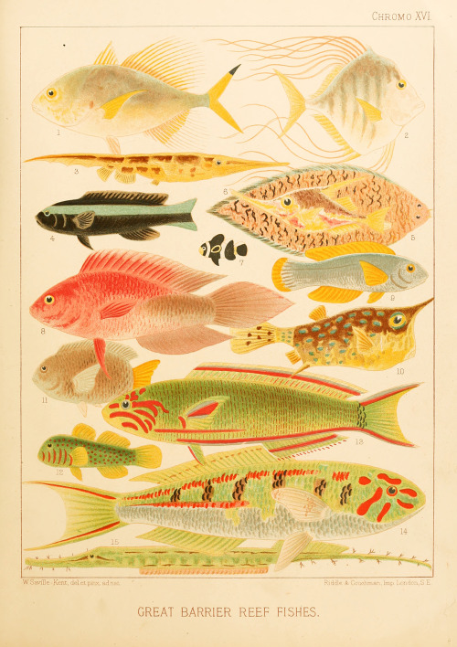explore-blog:  Stunning 19th-century illustrations of otherworldly marine creatures from the world’s first scientific effort to bring public awareness and awe to the Great Barrier Reef.