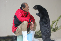 dailyotter:  Sea Otter and Keeper Are Deep in a ConversationVia hitorium
