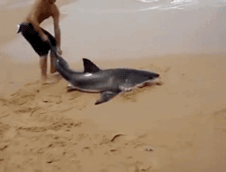 camwyn:  spread-hope-inspire:  Saving dolphins is expected, but this guy saves a shark!!! Thank you sir, for showing us there’s still some hope for humanity! more amazing people«  I had a look at the original video and news articles about this. Apparently