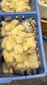 thebestoftumbling: he gets all the chicks 
