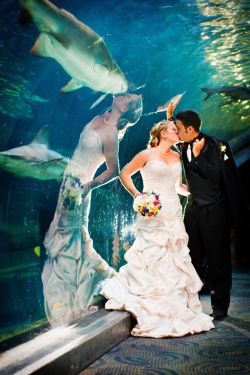 bearhatalice:  necturusmaculosus:  busket:  stunningpicture:  Perfectly timed wedding photo  so she’s marrying a shark in disguise right  when will my reflection show who i am inside  Nobody suspects a thing 