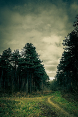 burning-soul:  Pathway into the woods 