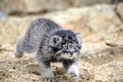 tiger-in-the-flightdeck: admirable-mairon:  theotherwesley:  cuteanimals-only: Rescued Pallas’s cat kitten eye colour changed from blue to yellow just before she was two months old.  I HAVE NEVER BEFORE SEEN A PALLAS CAT IN BABY SIZE   HELP  I thought