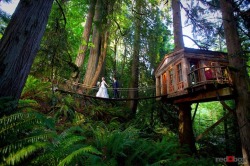 mymodernmet:  Treehouse Point by Pete Nelson A unique Bed and Breakfast that lets you spend a night in the trees. 
