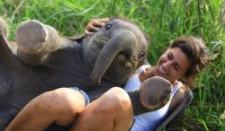 lepidoptera-and-insulin:  awwww-cute:  A baby elephant sat on my friend  Look at its dumb fucking face I want twelve  