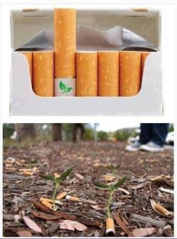 enolajay:  indie-moonlight:  beben-eleben:  Biodegradable cigarette filters with flower seeds. Save the Planet, Kill Yourself.  ^ this comment at the end is powerful and accurate  