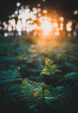 owls-n-elderberries:   	Setting Sun in the woods by Matthew Dartford    	Via Flickr: 	Best time of the day to walk the dog…..Getting eaten alive by mosquitoes though….that’s not so much fun.   