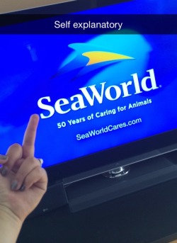 sayonaraseaworld:  eddie-vedder-is-god:  go watch the movie Blackfish. Then you will understand my hatred towards seaworld.  Yeah, you have a Frusciante icon and you just made a seaworld hate post.   THIS MAKES ME SO HAPPY.       