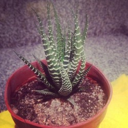 #cactus #loveit :3