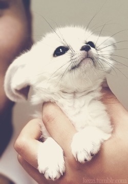 emilydanielle2011:  And a baby white fox to make you smile :)  I feel like this fox to make your day better is gonna be a daily thing…
