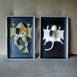 sixpenceee:  Learn Anatomy By Dissecting Knitted Animals Weaving guts and wool into fantastic knitted creations, artist Emily Stoneking has made a line of (sort of) anatomically correct, partially dissected, knitted creatures. “I take a lot of artistic