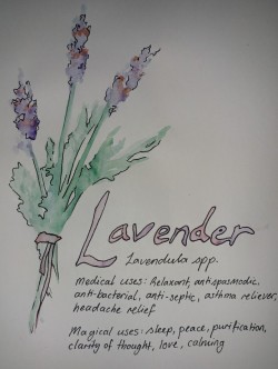 cunningcelt:  aussie-witch:  Painting my fave herbs for reference. Expect more of these and feel free to suggest the next.  I love your artwork!! Omg that lavender painting is beautiful! 