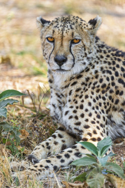 Bendhur    llbwwb:  Cheetah and vegetation (by Tambako the Jaguar)