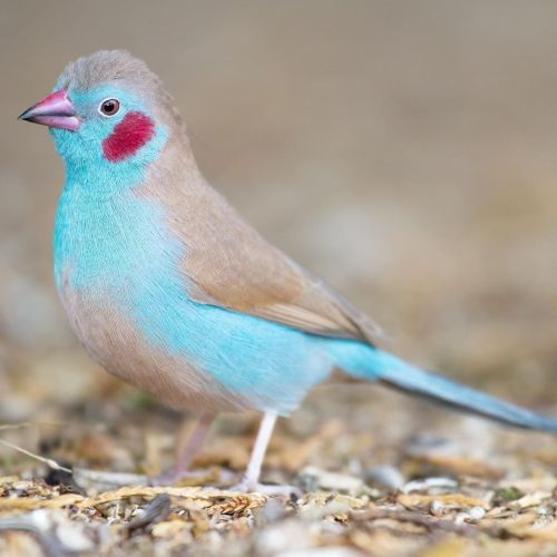 amnhnyc:  Say “hi” to the Red-cheeked Cordon-bleu (Uraeginthus bengalus)! ☺️ It lives in parts of central and eastern Africa, such as Cameroon and Ethiopia, where it inhabits savannas and grasslands. It spends much of its day hopping about, foraging