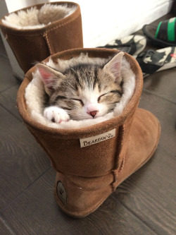 pxstel-princesa:  awesome-picz:  Sleepy Kittens Doing What They Do Best – Sleep  foreverthefuckup look at this