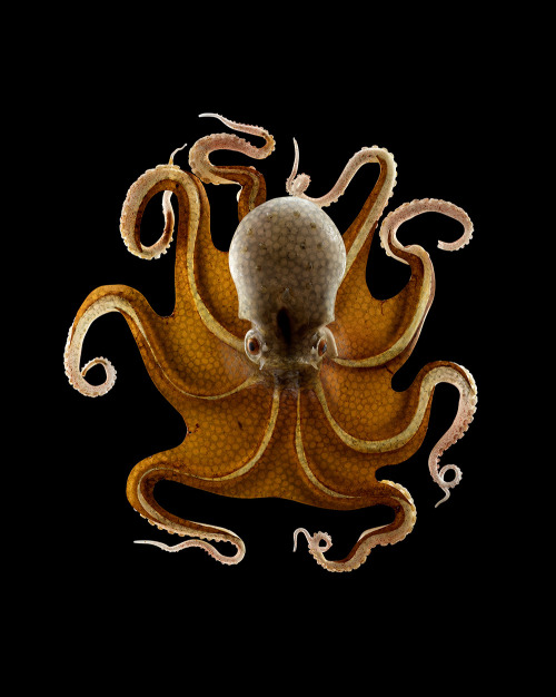 blondebrainpower:Octopus vulgaris, Leopold and Rudolf Blaschka. Photograph © Guido Mocafico, 2013. With the courtesy of the Natural History Museum of London, UK.Father and son Leopold and Rudolf Blaschka dedicated their lives to creating some of the