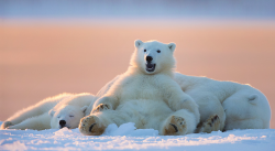  photos by tin man lee in alaska’s barter island. (see also: previous polar bear posts) 