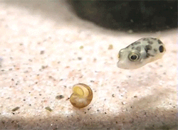 awwww-cute:  Tiny curious fish 