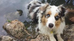 awwww-cute:  This Australian Shepherd’s heterochromia cuts across both her eyes so that each eyeball is dark on top and light at the bottom, giving the distinct impression that she is constantly fed up with you… (Source: http://ift.tt/29ZlZFp)