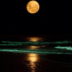 luna-eli:  This is just AMAZING!!! 😱😍 (From the Beach) #beautiful #amazing #specialmoon #bloodmoon #lunadesangre #eclipse #beach #sand #ocean #spectacular