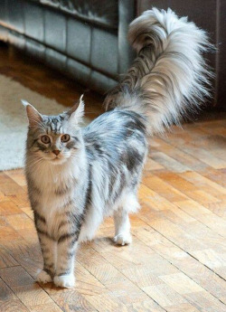 kittehkats:  Tail Floofs, We Got ‘Em! Kitties with super fluffy tails. gif from the fluffiest tail you’ve ever seen on a cat video, by hitsujiinhamilton 