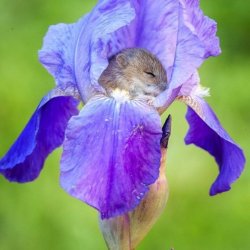 gloomyprincesse:  singingstrigiform:  sixpenceee:  Mouse vole sleeping in the iris, Moscow oblast, Russia (Source)  oh my god  ARE YOU KIDDING ME RIGHT FUCKING NOW   this is not a vole; its ears are too tiny. if anything, it’s a harvest mouse. though