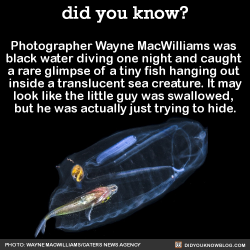 did-you-kno:  Photographer Wayne MacWilliams was  black water diving one night and caught  a rare glimpse of a tiny fish hanging out  inside a translucent sea creature. MacWilliams was black water diving off the coast of Palm Beach, Florida, during a