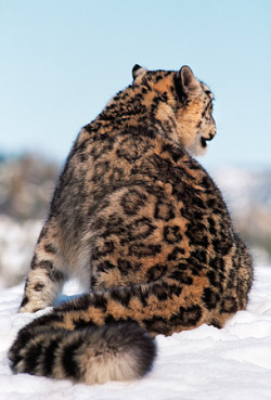 theanimaleffect:  Snow Leopard With Back Turned Towards Camera Sitting On Snow by Ron Kimball 