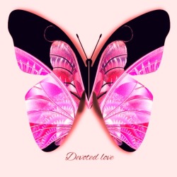 Pink-Butterfly
