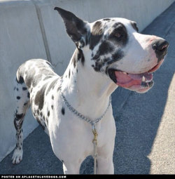 aplacetolovedogs:  And now for something in the extra large variety! Harlequin Great Dane Bentley, a beautiful and majestic boy! @bentley_the_greatdane For more cute dogs and puppies