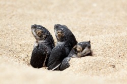 rhamphotheca:  Baby Sea Turtles Found to Make Noise to Coordinate Hatching by Brianna Elliott If you’ve ever witnessed a sea turtle nest hatch, you’ve probably noticed that it seems like these reptiles emerge from their nests in silence. Scientists