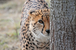 bigcatkingdom:  Cheetah (Acinonyx jubatus) Peering Around a Tree Trunk (by Steve Greaves)