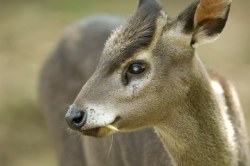 sixpenceee:TUFTED DEER Yes! This cute looking deer vampire exists! It’s scientific name is Elaphodus cephalopus and it’s found in high altitudes in Burma or China. They get their name from the “tuft” of hair they have on their foreheads. In
