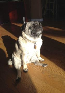 My little girl does this as well pugs they do love the warmth of the sun.