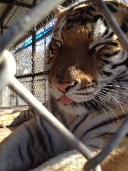 fuckinq:  tobbycat:  cornerof5thandvermouth:  srafandseedpods:  Pretty kitty.  TIGERS DO THE STUPID TONGUE THING TOO???  hello friend, big cats do the same stupid shit small cats do. every single dumb thing you’ve seen a housecat do, tigers and lions