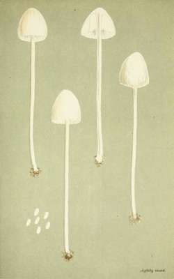 nemfrog: Agaricus Psathyroides. Illustrations of British fungi (Hymenomycetes). 1881.