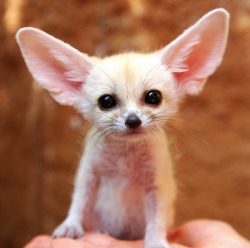 mymodernmet:  The Fennec Fox is the Most Adorable Animal in the World 