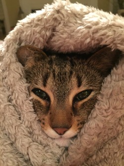 unflatteringcatselfies:  Maisy got a little too squished by the blanket