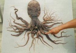 In December 1998, a common octopus was captured in Matoya Bay, Japan, which had a whopping 96 tentacles. The unusual octopus had the normal 8 appendages attached to the body, but each one of those branched out to form the extra tentacles. The specimen