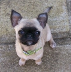 darkbluetile:  blackdenimjeans:  northmiamigoon:  hante:  this is a chihuahua pug mix  me  Pugs and chihuahuas are ugly but they make a cute puppy together  the first parts a lie 