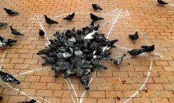 gamespite:  This really confirms everything I’ve ever suspected about pigeons. 