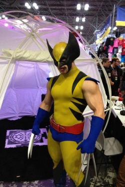 northstarxman:  Wolverine   Bulging Wolverine!