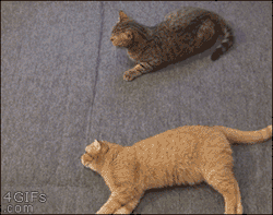 britlysue:  cutsycats:  Lazy cat isn’t much help in a fight  Take that