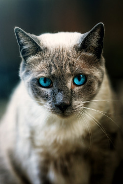 captvinvanity:    Street Cat | Photographer | CV  