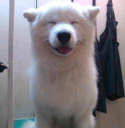 Omigosh this puppy is so happy!  His earssss!!! ♥