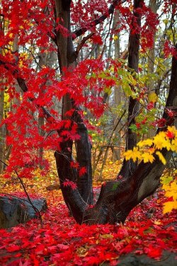 bluepueblo:  Crimson and Gold, New Hampshire photo via yvonne 