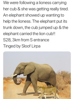 topsydead: I’m telling you elephants are chill motherfuckers. They fucking love being helpful. They once defended a man with heatstroke from a truck that came to rescue him. They knew he was sick, laying against a tree for shade. They were watching
